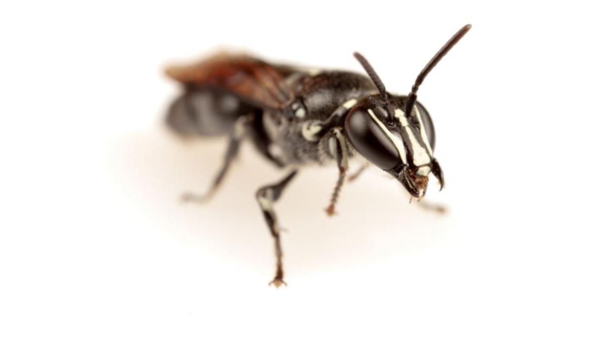 Une abeille australienne reperee pour la premiere fois depuis un