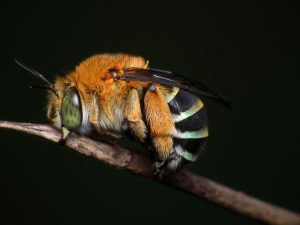 abeille australienne siecle