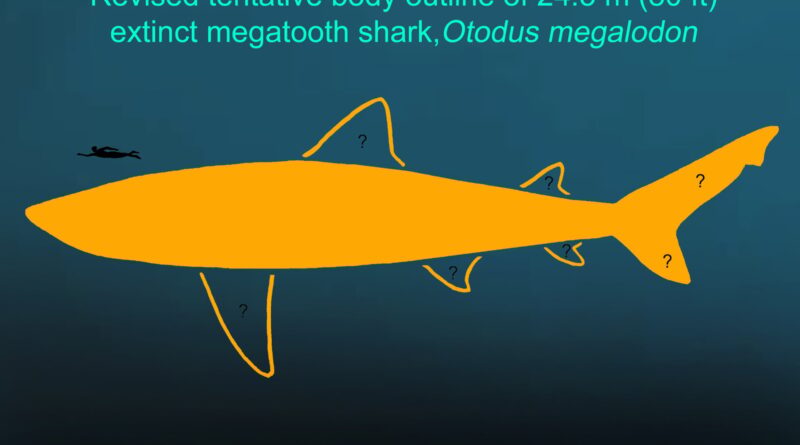 Certains megalodons ont atteint 80 pieds mais nont pas ete
